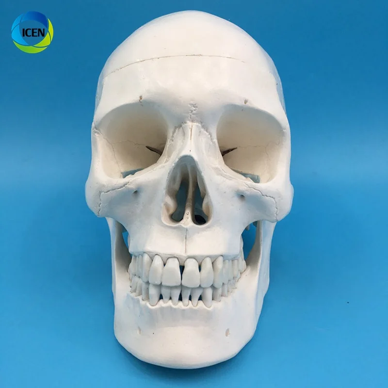 IN-M3 Human Skull Model 3-part Anatomical Model With Removable Skull Cranium Articulated Mandible For Medical Student Human