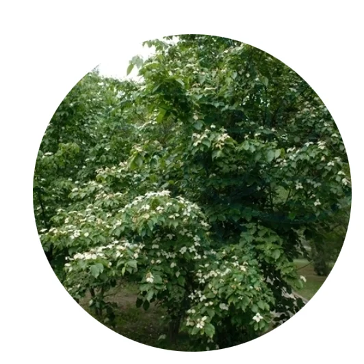 2021 fresh Dendrobenthamia japonica tree seeds Wholesale 500g heat-resistant seeds