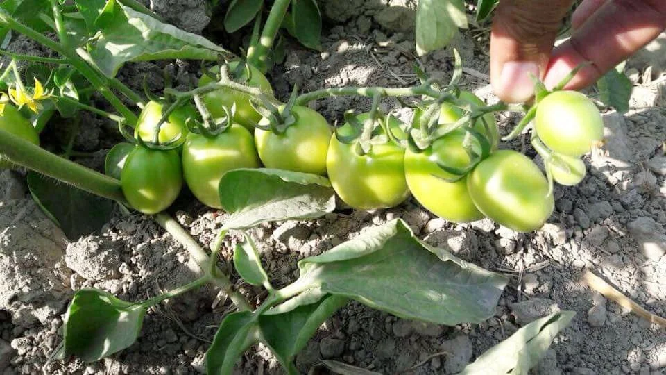 
Tomato Hybrid Rocky F1 Seeds 