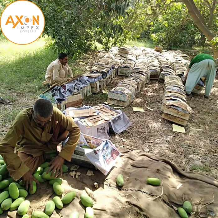 Манго ферма Пакистанская здоровая Органическая манго дешевая с 100% тропической природы свежие фрукты Wahapy еды Пакистан