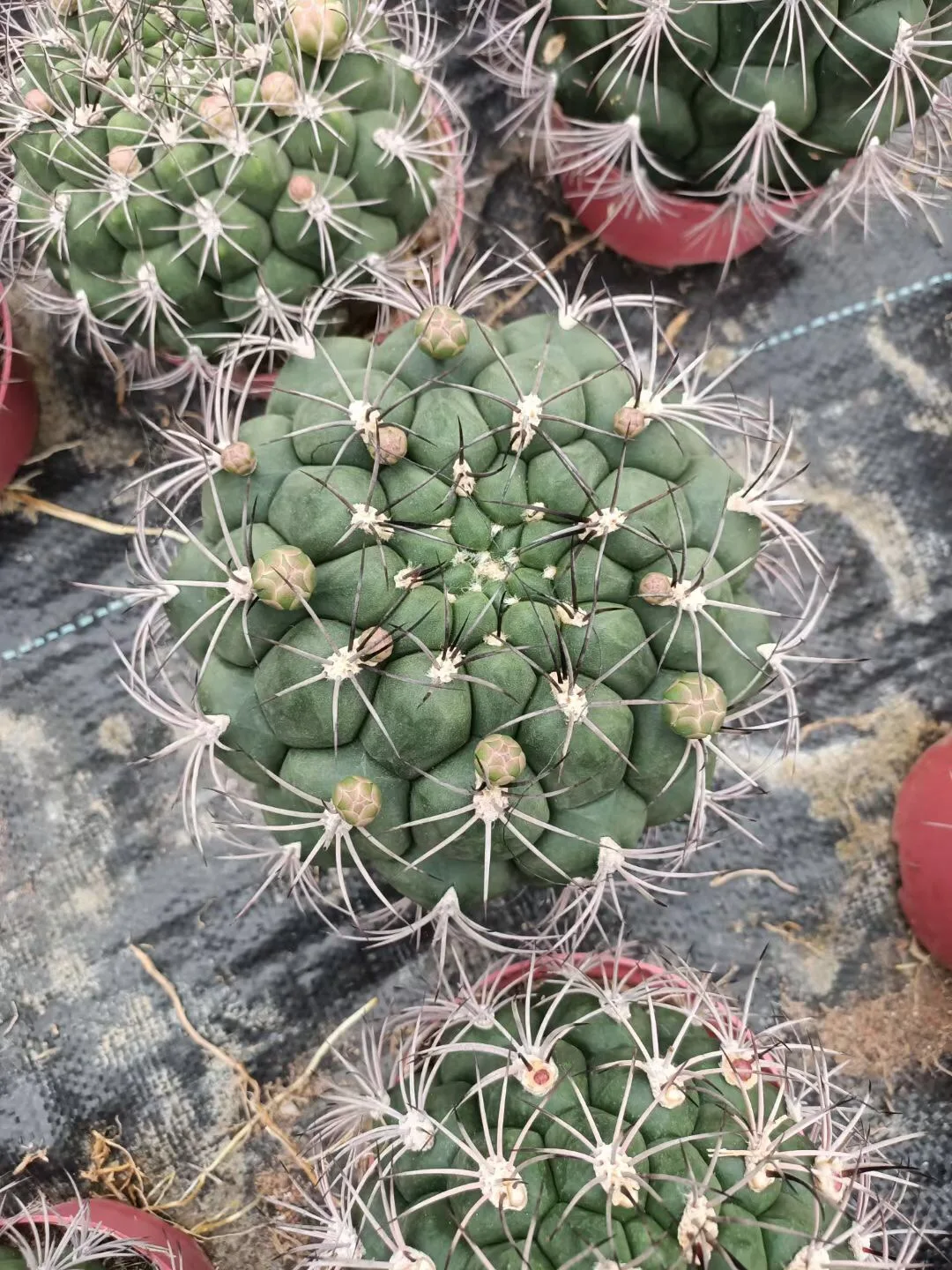 
wholesale woody plant live mini cactus indoor home office decorate blooming cactus bonsai 