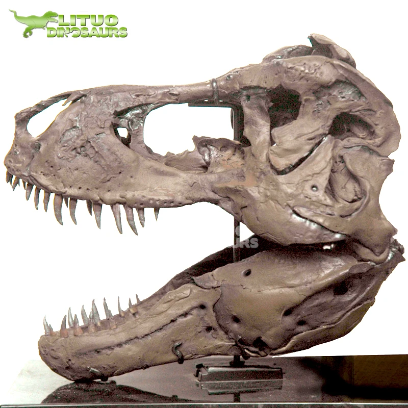 Life Size Dinosaur Skull of T-rex