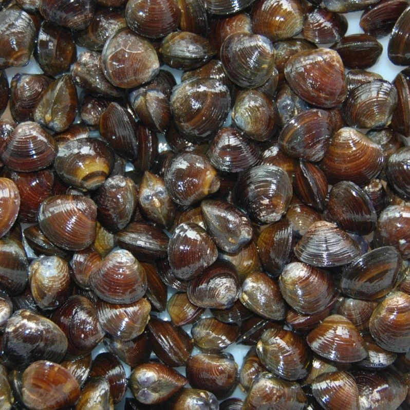 
IQF Seafood Frozen Delicious Healthy IQF Fresh Water Clam Meat 