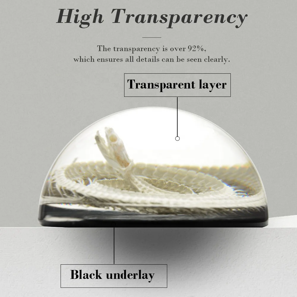 taxidermy specimen manufacturer new design custom crystal clear transparent real snake skeleton resin half dome paperweights