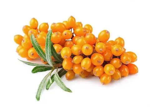 
Free Shipping Hippophae Rhamnoides Seeds For Growing Big Fruit Type SeaBuckthorn Seeds Fruit Seeds For Garden 