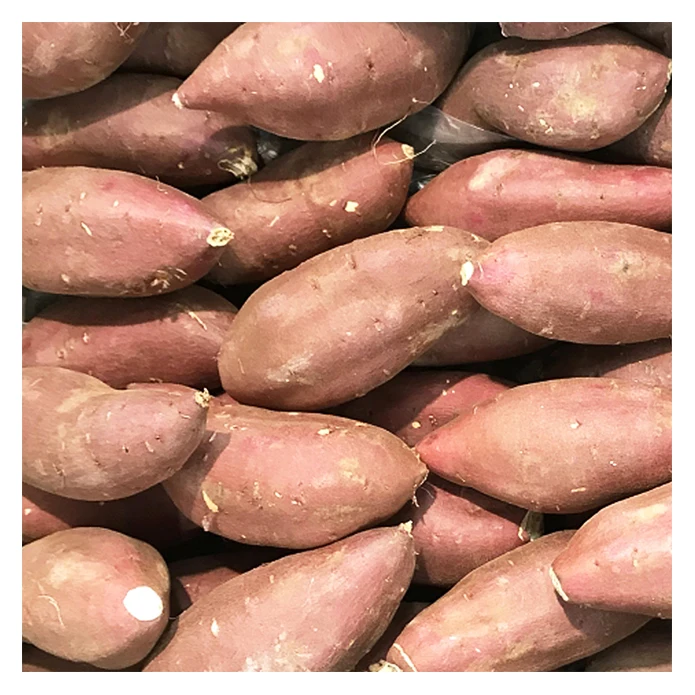 Made in Japan delicious Asian vegetables importers sweet potato price