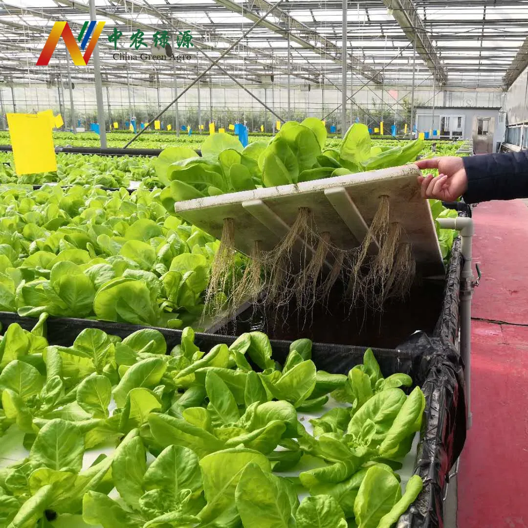 DFT Growing System for Leaf Vegetable/Lettuce/Salad/Herb Growing