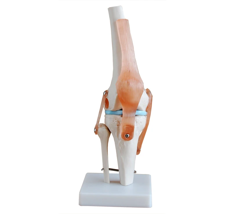 Natural size knee joint model knee skeleton model skeleton 3d model