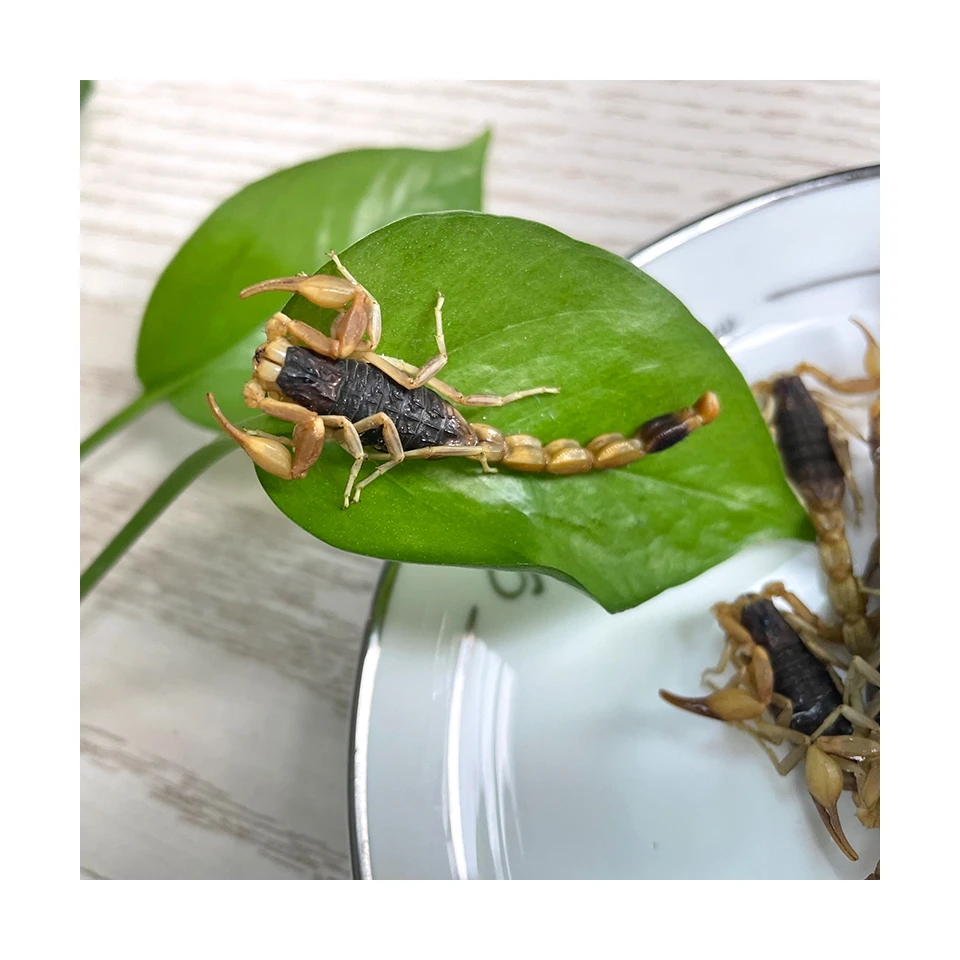 Снэки с высоким содержанием белка, низким содержанием жира, естественное питание, червь, эко-свежий скорпион