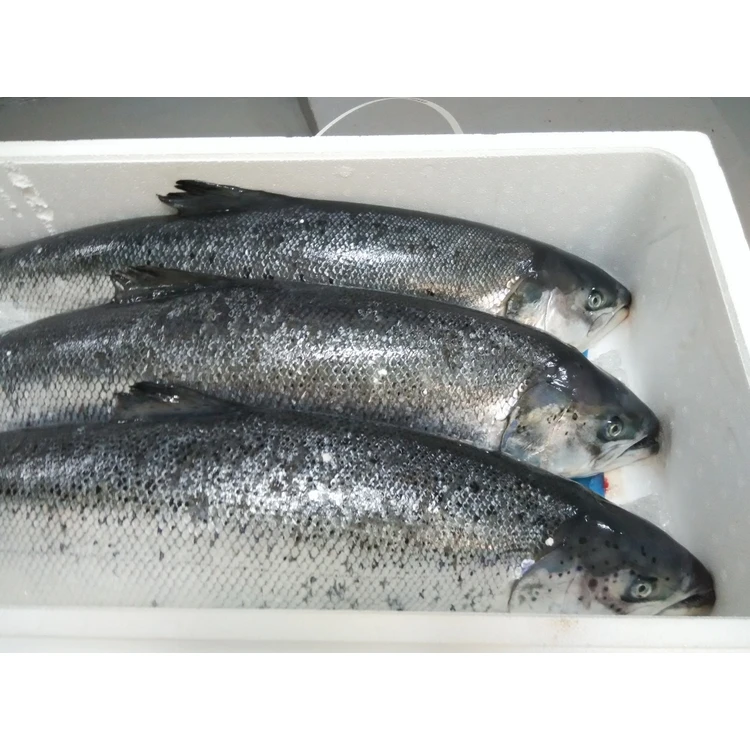 Farmed Atlantic Salmon