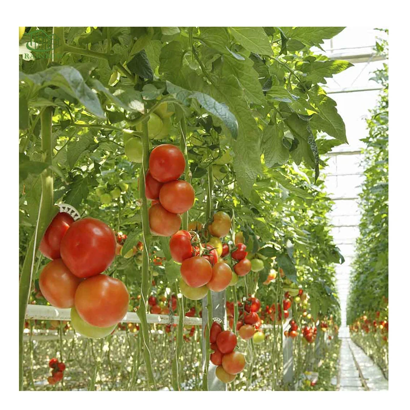 Small Tunnel Tomato Greenhouse with Irrigation System