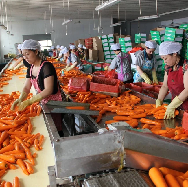 China Export Fresh Carrot 80-150g Cartons Low Price Shandong Xiamen Origin Chinese Fresh Vegetable Carrots
