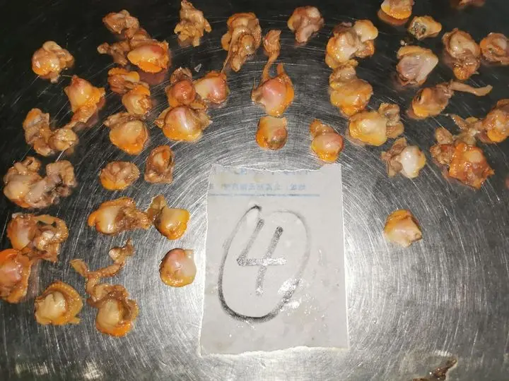 Замороженный блок моллюска крови без