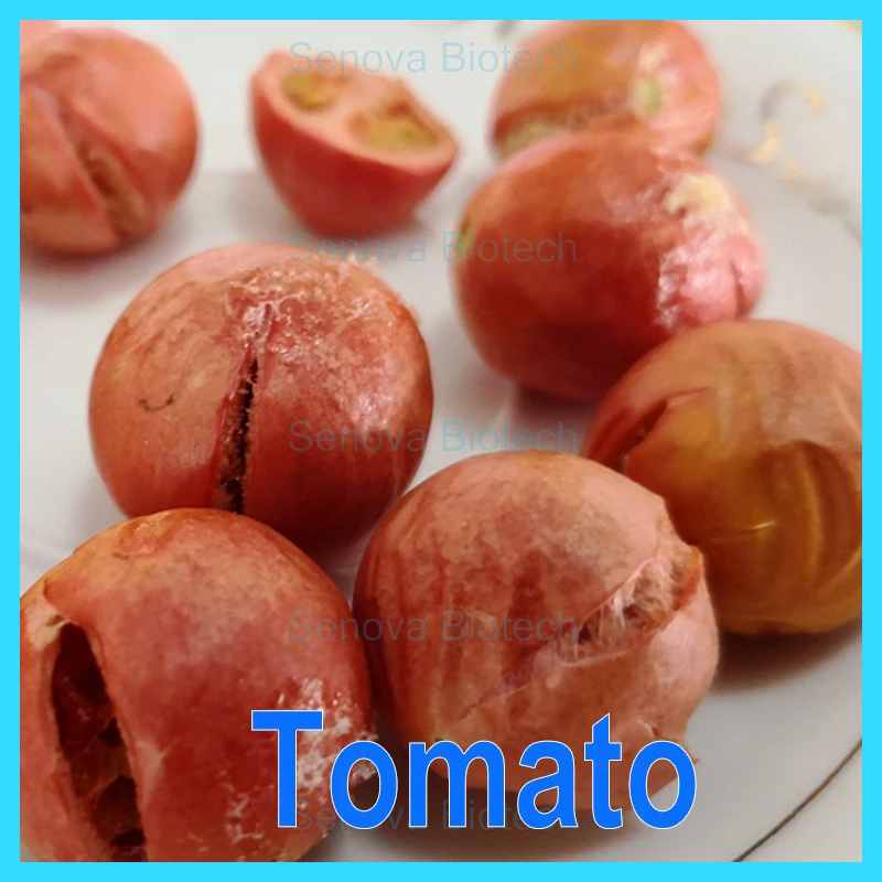 Small Home Business Food Soup Dessert Grain Yeast Vacuum Freeze Drier