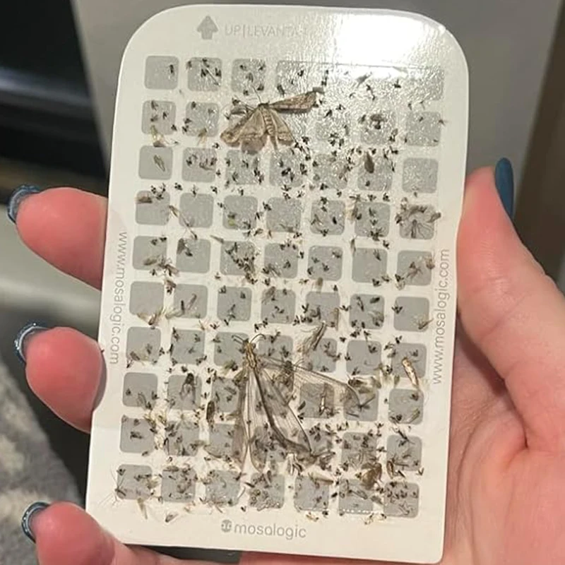 Sticky Cardboard Moth Trap