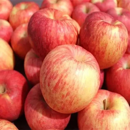 Fresh Red Apples Pome Fruits Red Sweet Fruits Wholesale Best Price FuJi Apples