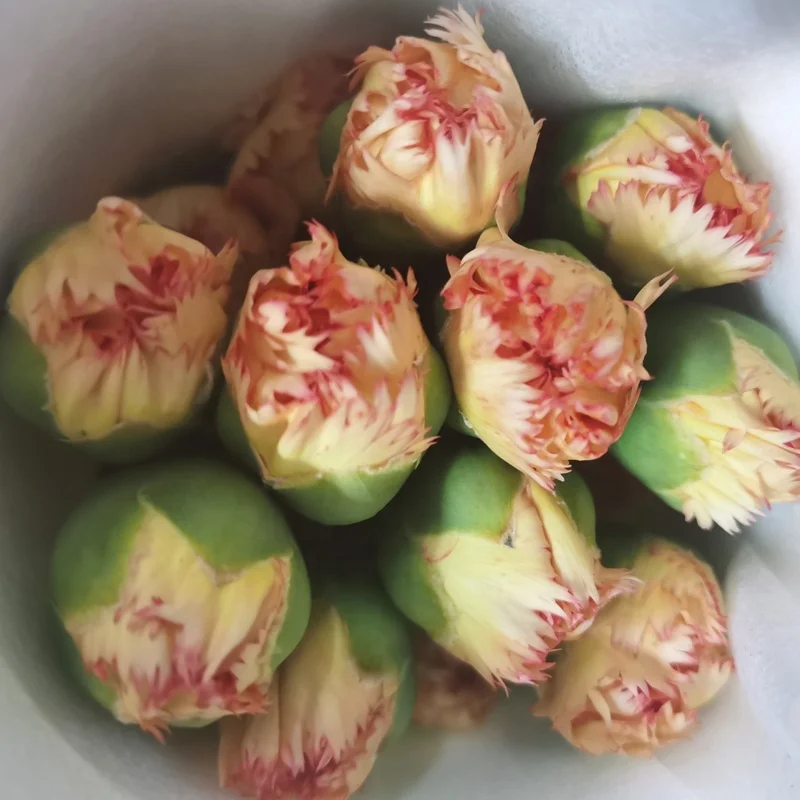 
real fresh flower high quality fresh cutting carnation by Yunnan Flowers Fields directly supply 