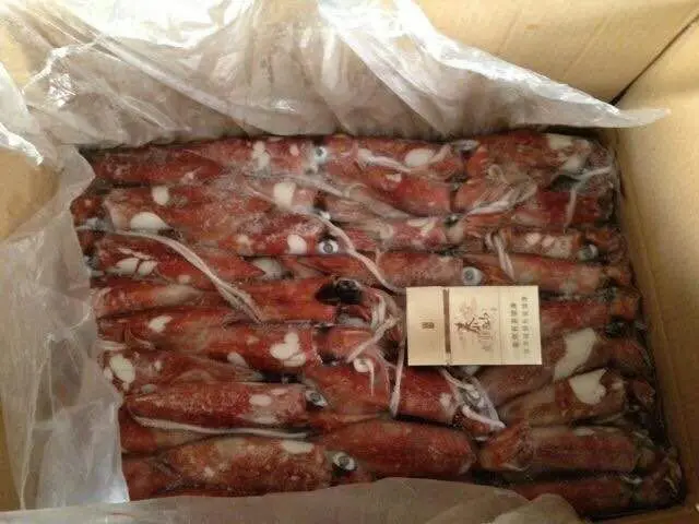 box packing frozen loligo squid tube
