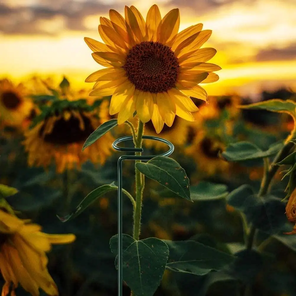 16 Inches/40 Cm Garden Flower Support Plant Support Stakes, Single Plant Stem Flower Support For Flowers