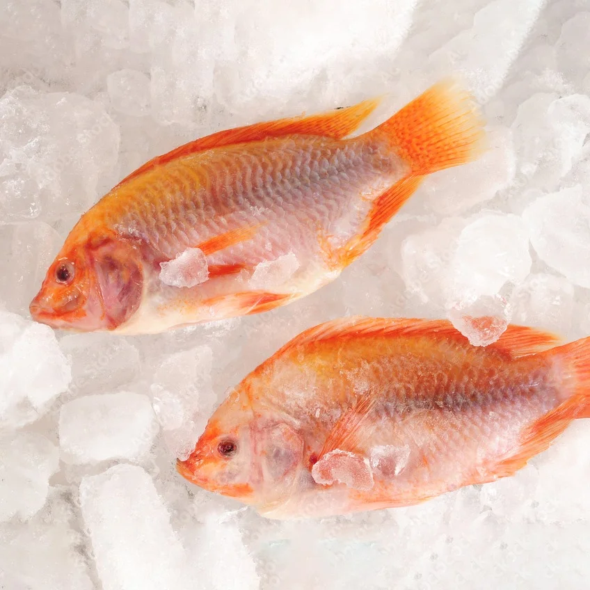 box packaging gutted scaled organic live frozen red tilapia gs whole round 800g black red fresh frozen red tilapia fish price