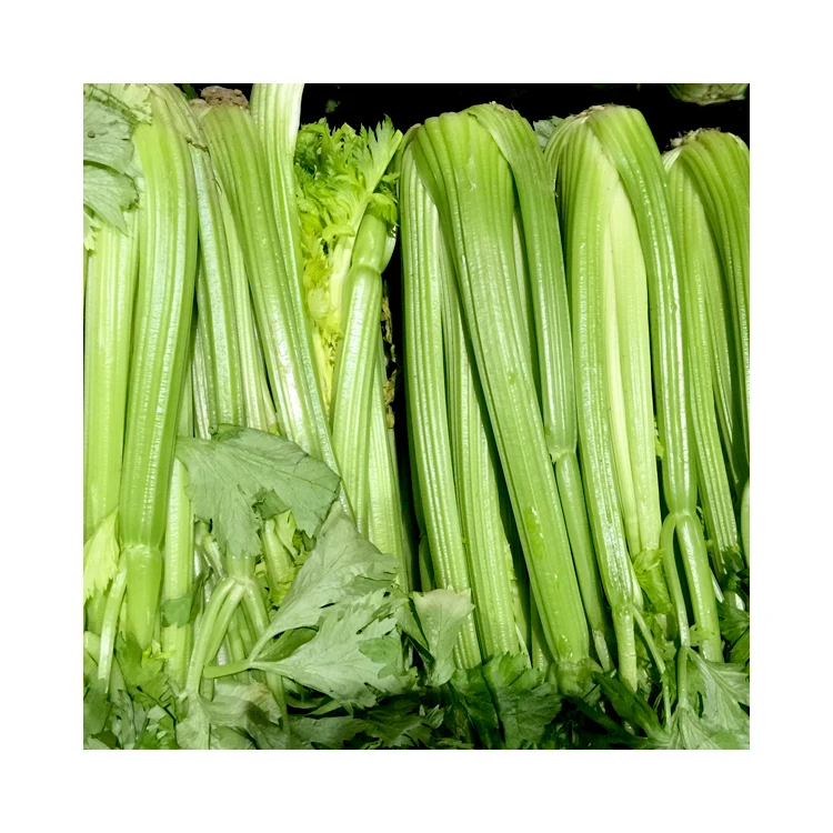 
Organic green vegetables wholesale fresh celery 