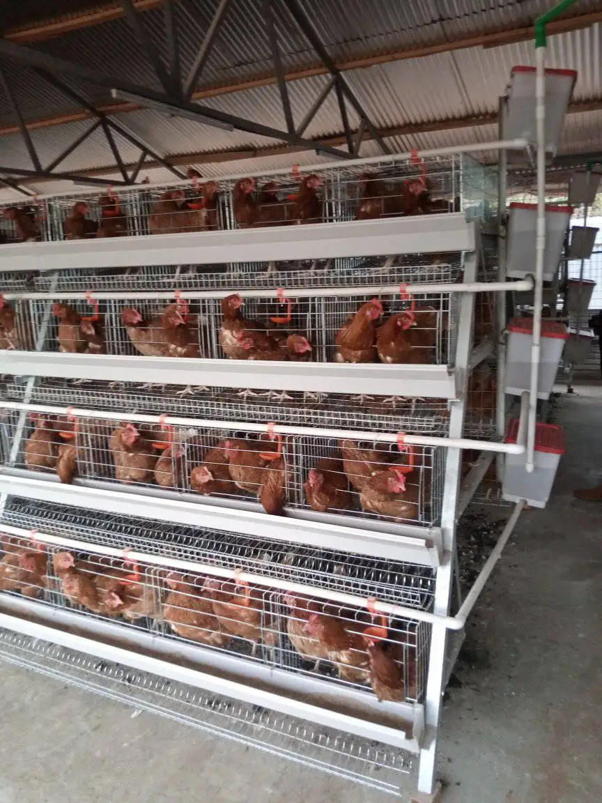 Cage De La Poule Pondeuse