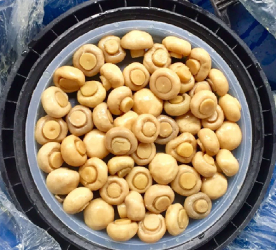Mushroom whole and slices in plastic drum