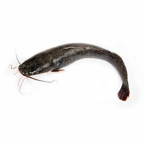Ready Stock Frozen Whole Round Catfish