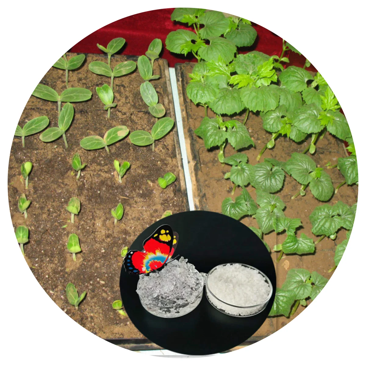 Manufactures Hydrogel powder potassium polyacrylate plant gel Super absorbent polymer for agriculture