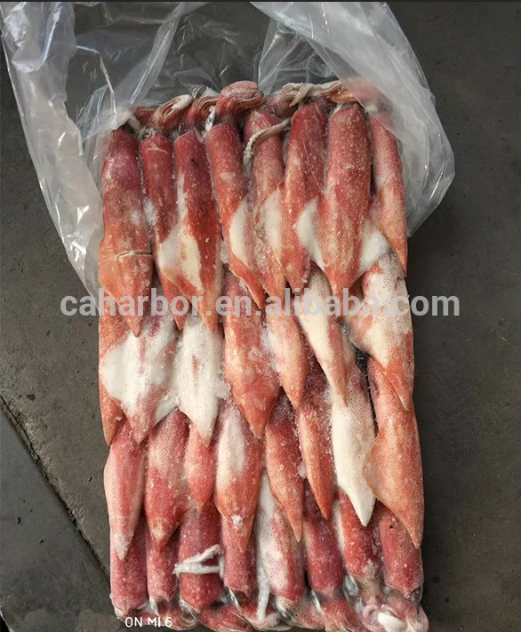 Block Frozen Indonesia Squid Scientic name of Todarodes Pacificus