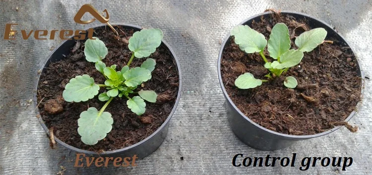 EVEREST Enhance Plant Disease Resistance Leonardite Source Soil Conditioner Humate Pure Humic Acid Black Powder Fertilizer