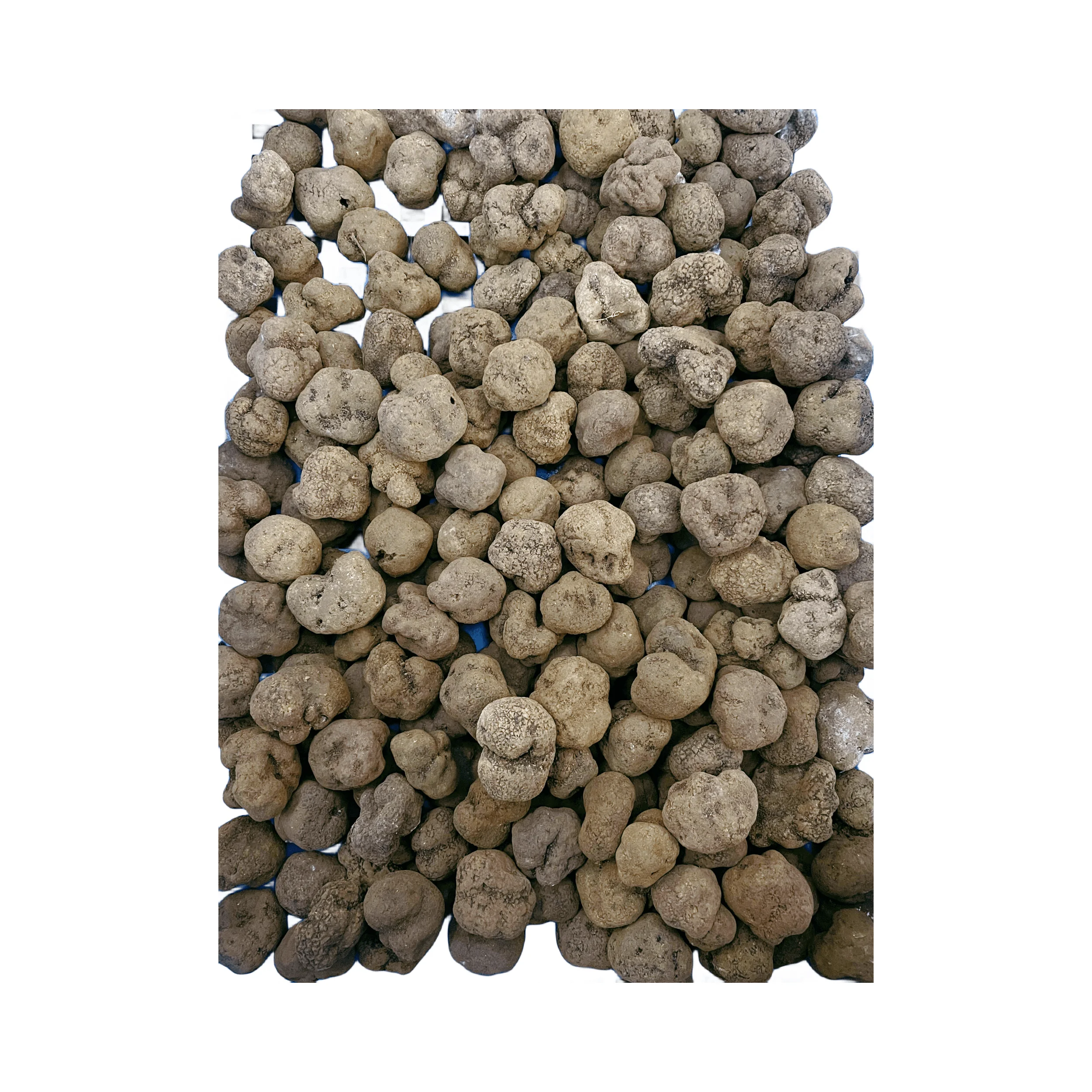 Delicious canned black truffle products