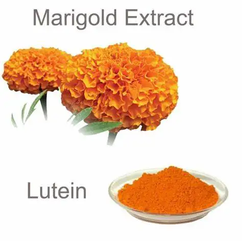 Manufacturer sales natural marigold flower extract lutein powder