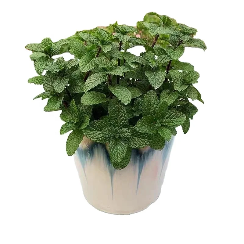High Germination Peppermint Mint Seed Spices Aromatic Plant Seed