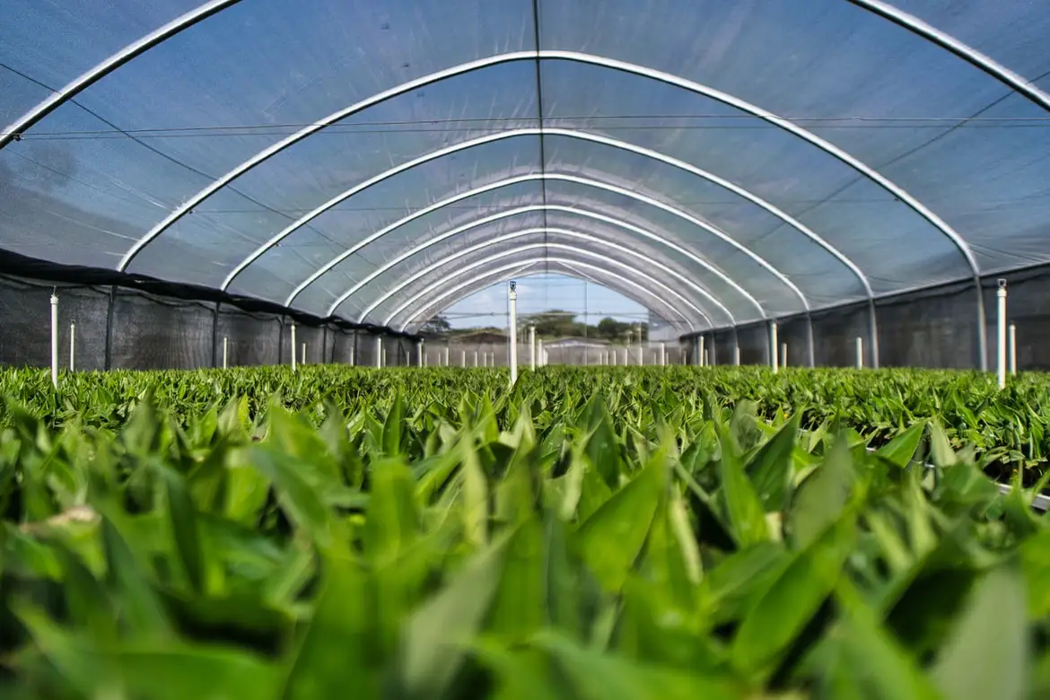 High Strength Agricultural Greenhouse Economic Poly Tunnel Plastic Greenhouse
