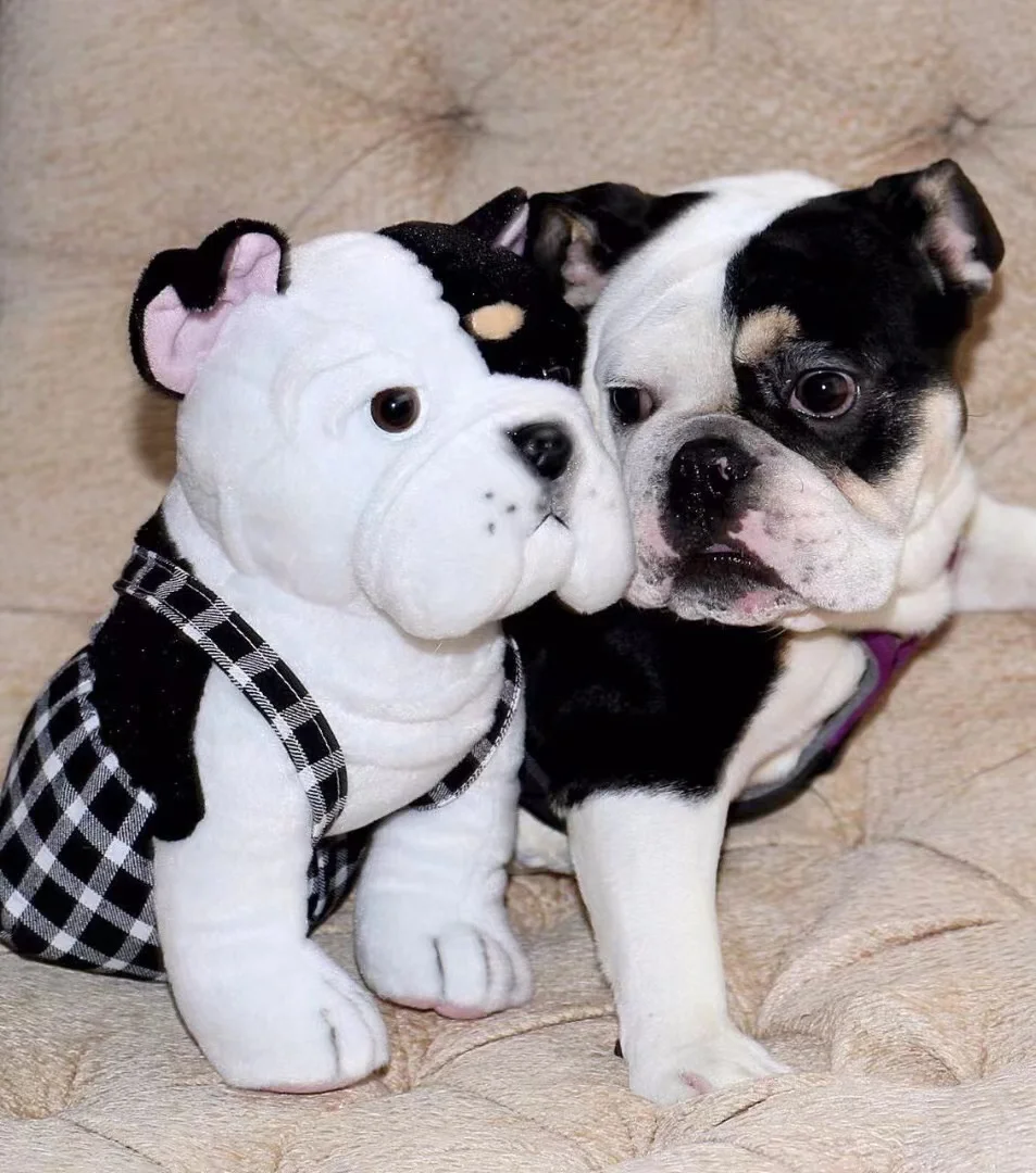 Plush toy custom animal bulldong doll Stuffed animals star toy cotton doll custom mascot