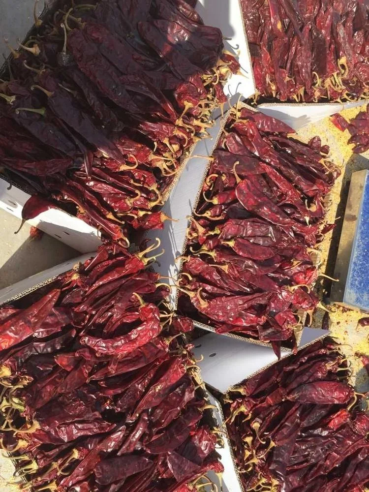 Super paprika whole pods selceted and washed table paprika/sweet chilli