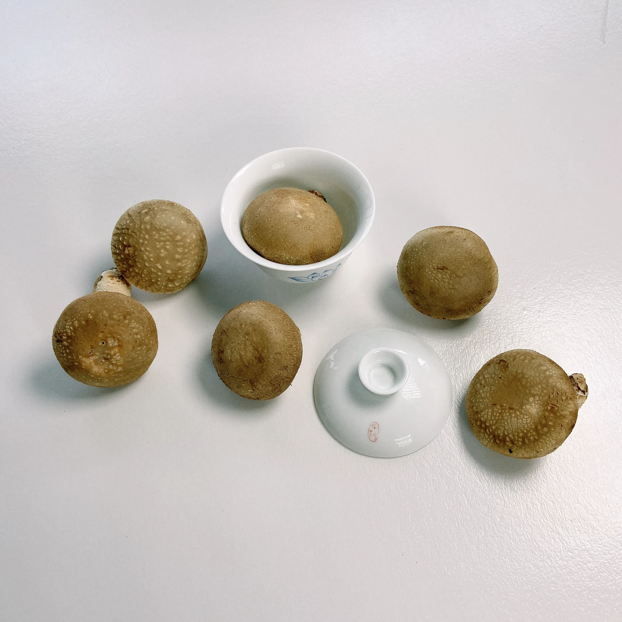 Hot Sale Light Tawny Round Umbrella-shaped Fresh Mushroom Price