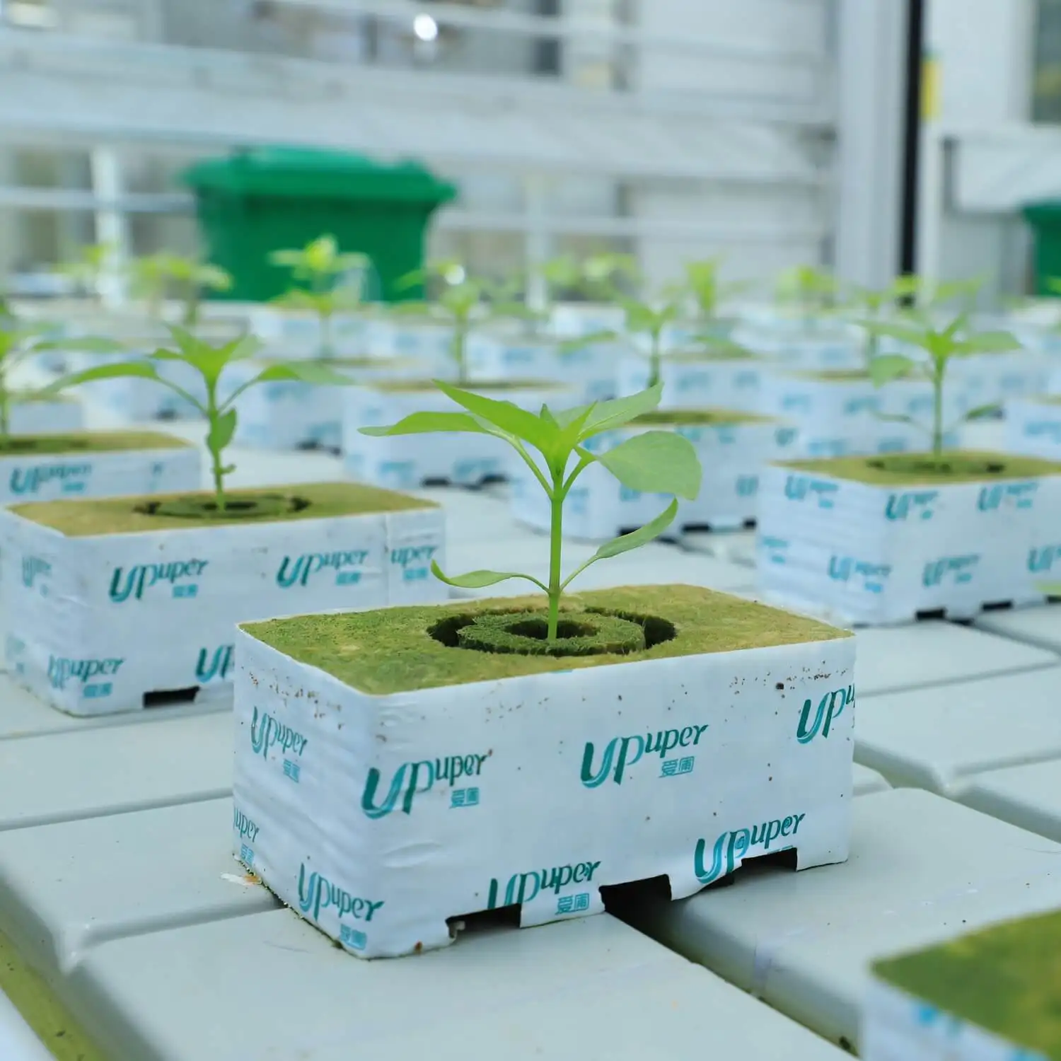 UPuper China Manufacturer 6*4*2.5 Inch Double Holes Wholesale Cucumber Planting Rock Wool Cubes