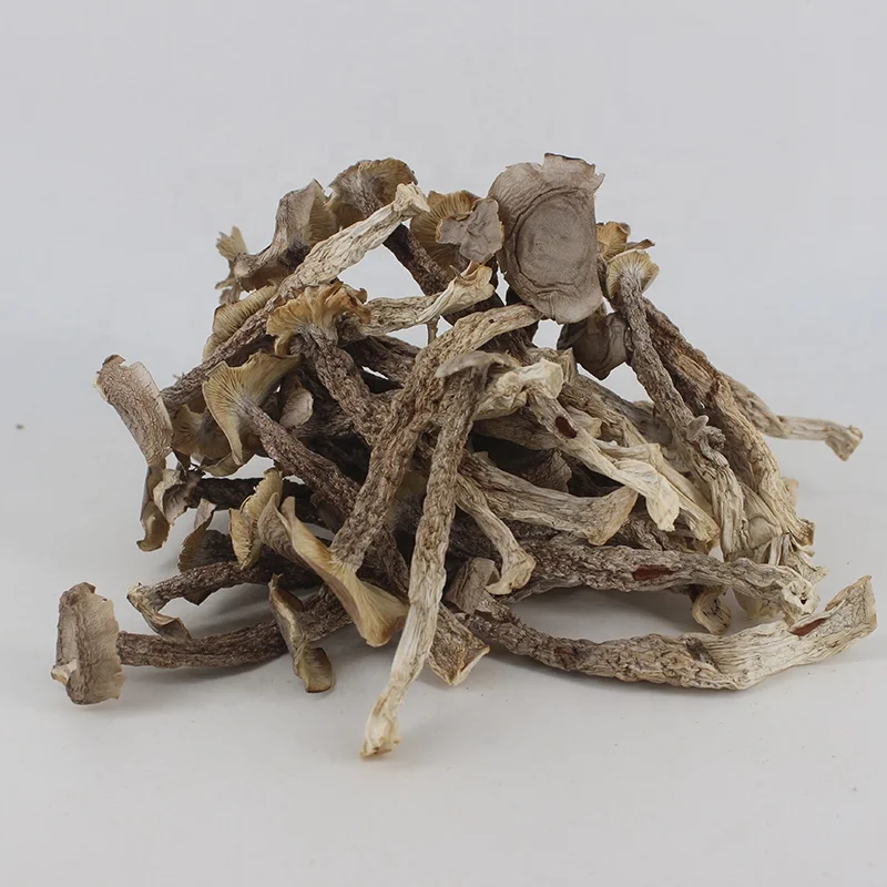 High Quality Dried Natural Pilose Antler Mushroom Velvet Antler Mushroom for Sale