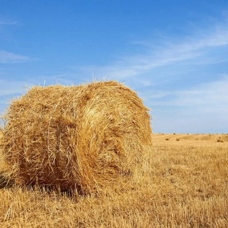 Superior-Quality Wheat Straw Hay for Fish Food Dogs Cattle Competitive Wholesale Rates Prime Exporter from Pakistan