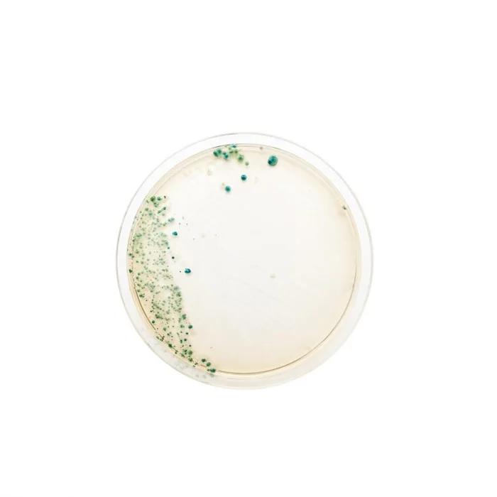 GPD0515-052 laboratory equipment Transparent Petri Dishes