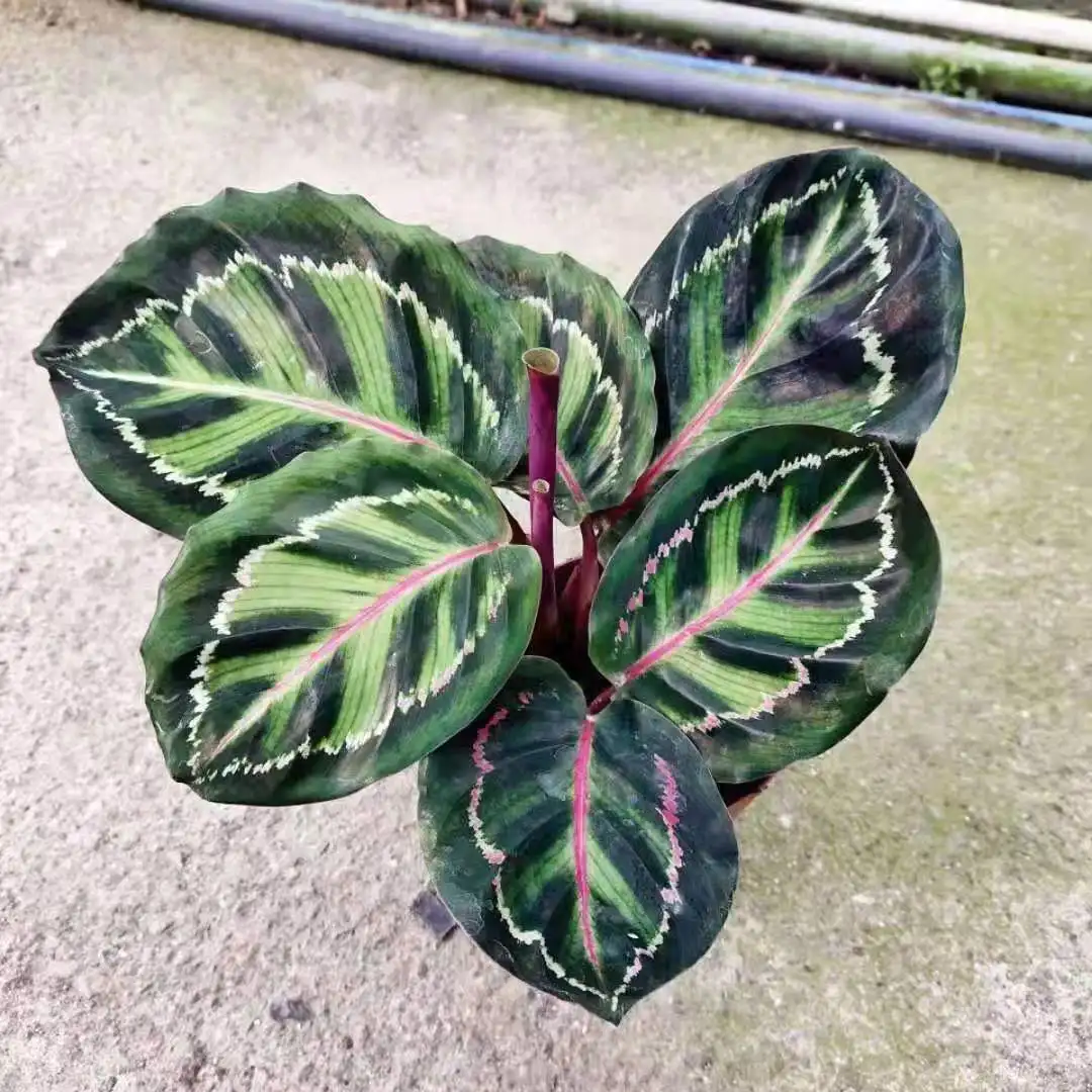 2021 new calathea natural plants the green plant indoor plants