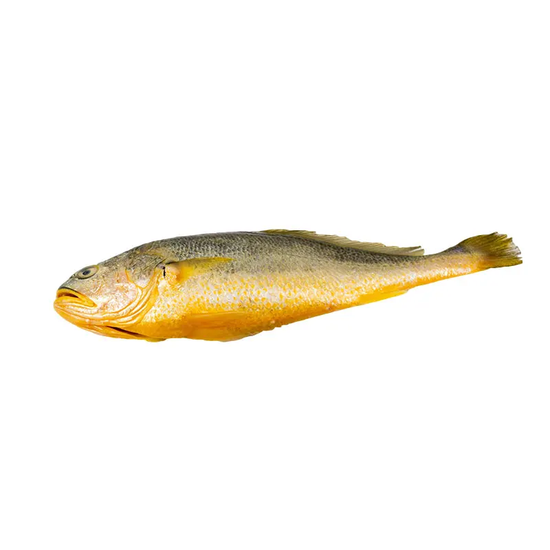 IQF High Quality Frozen Yellow Croaker Fish for USA