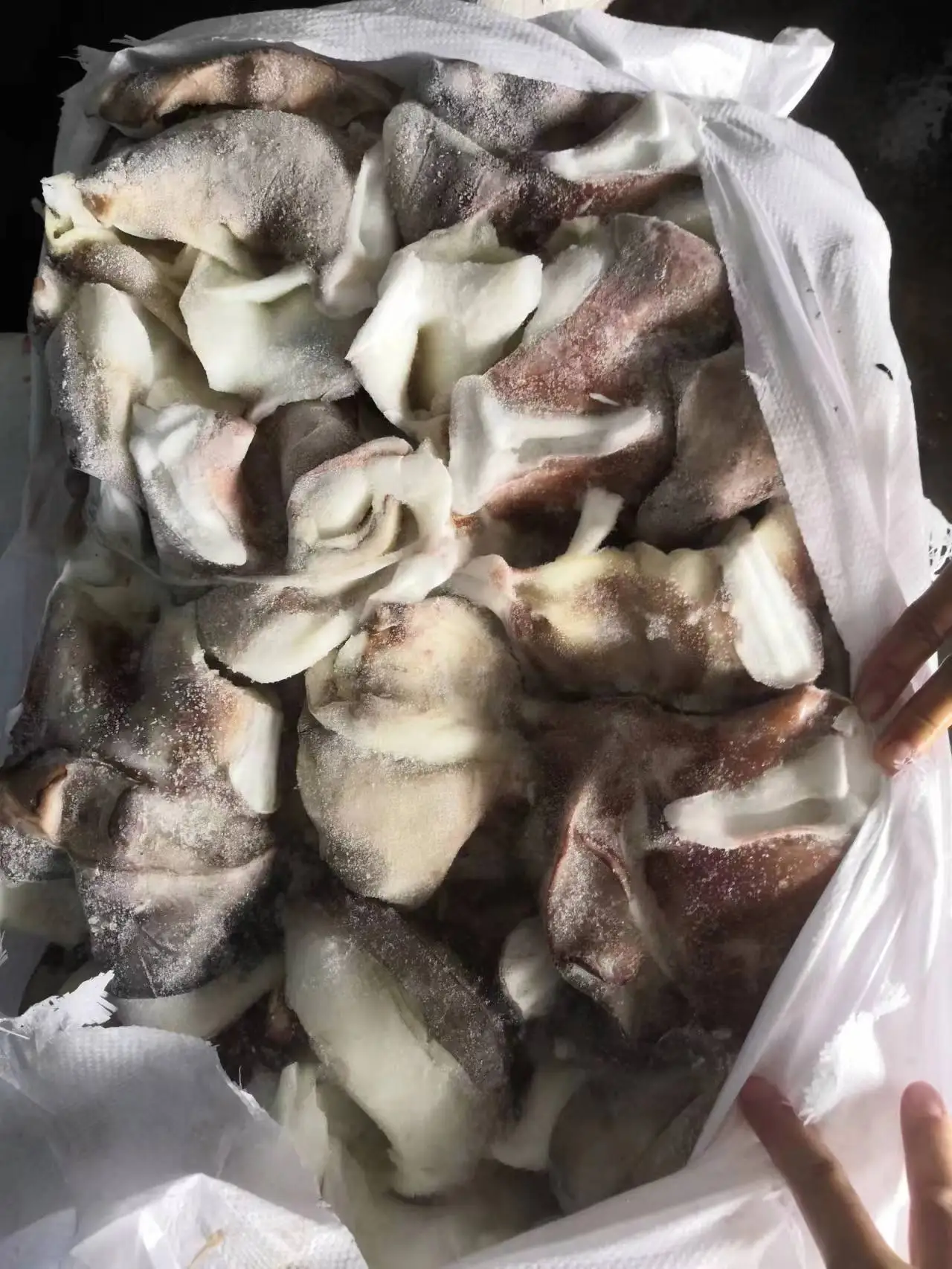 Frozen squid neck for sale squid neck giant squid neck