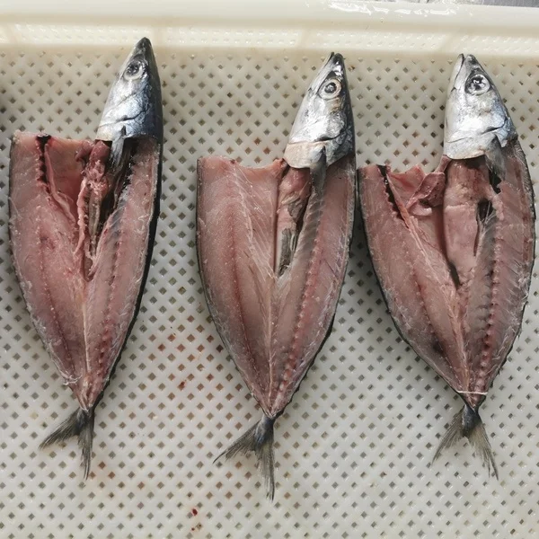 Best Selling Net Fishing Pieces Block Shape Whole Part Spotted Chub Bait Pacific Mackerel Iqf/Bqf 6/8 Fish For Venezuela