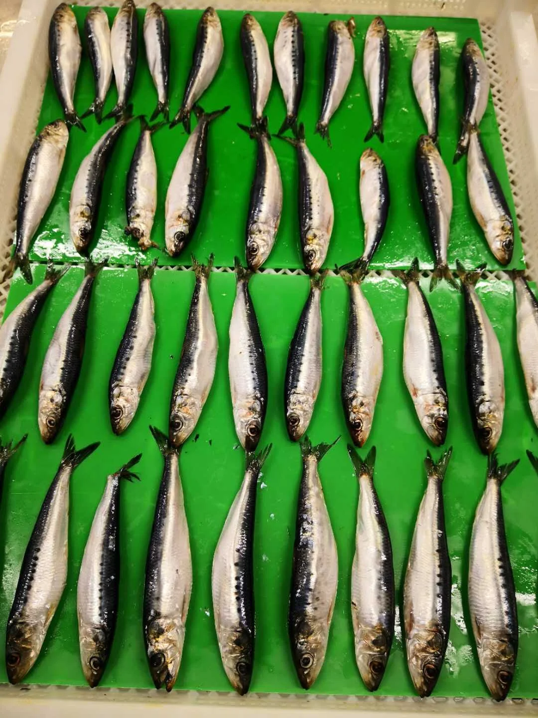 OEM small packing IQF frozen sardine fish