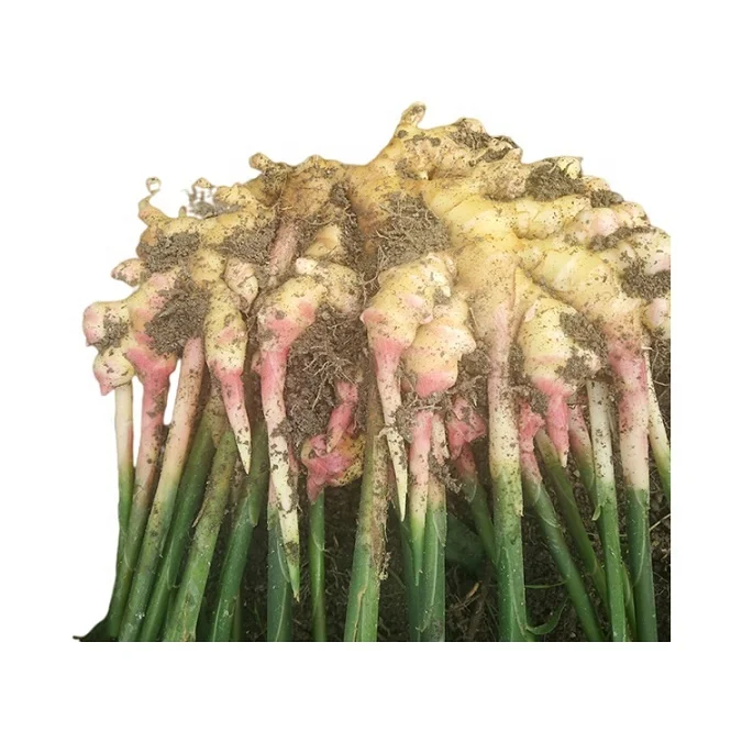 
Cheap Price Agriculture Processing Mature Crops Natural Vegetables Variegated Fresh Ginger 