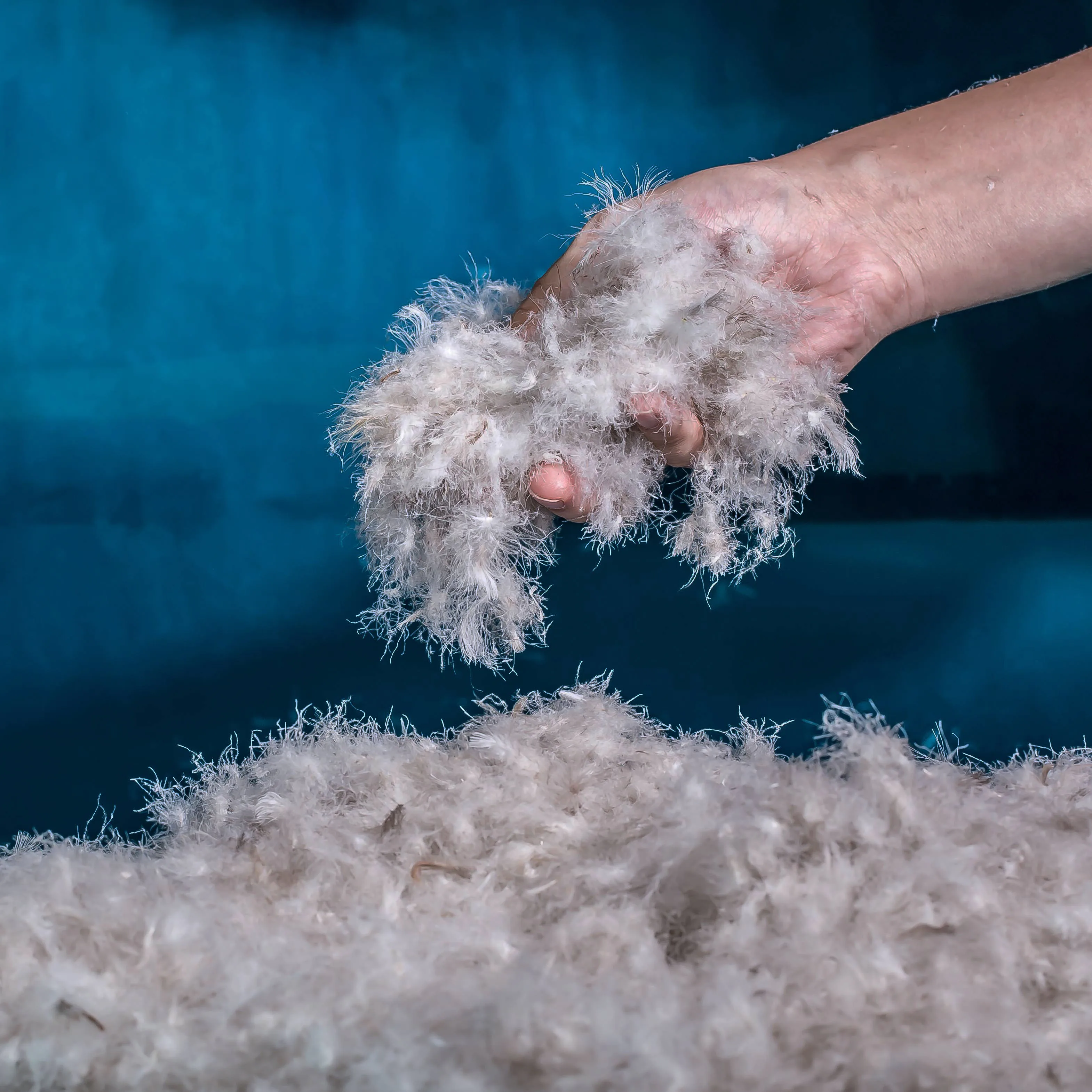 70% Free Sample Wholesale Hot Sale Natural Washed Grey Goose Feather Fabric Filling