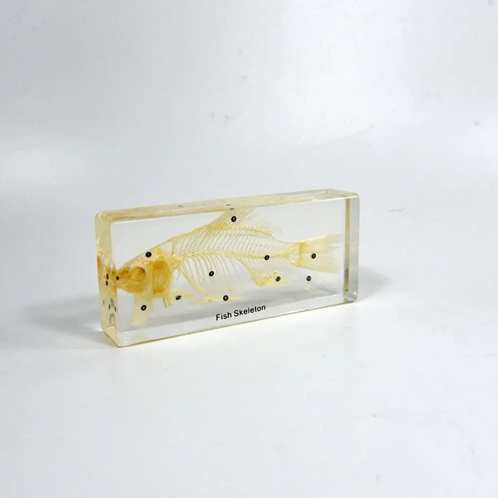 Real Animal Skeleton Education Model Fish Skeleton Resin Specimen Paperweight Teaching Resource for School Supplies